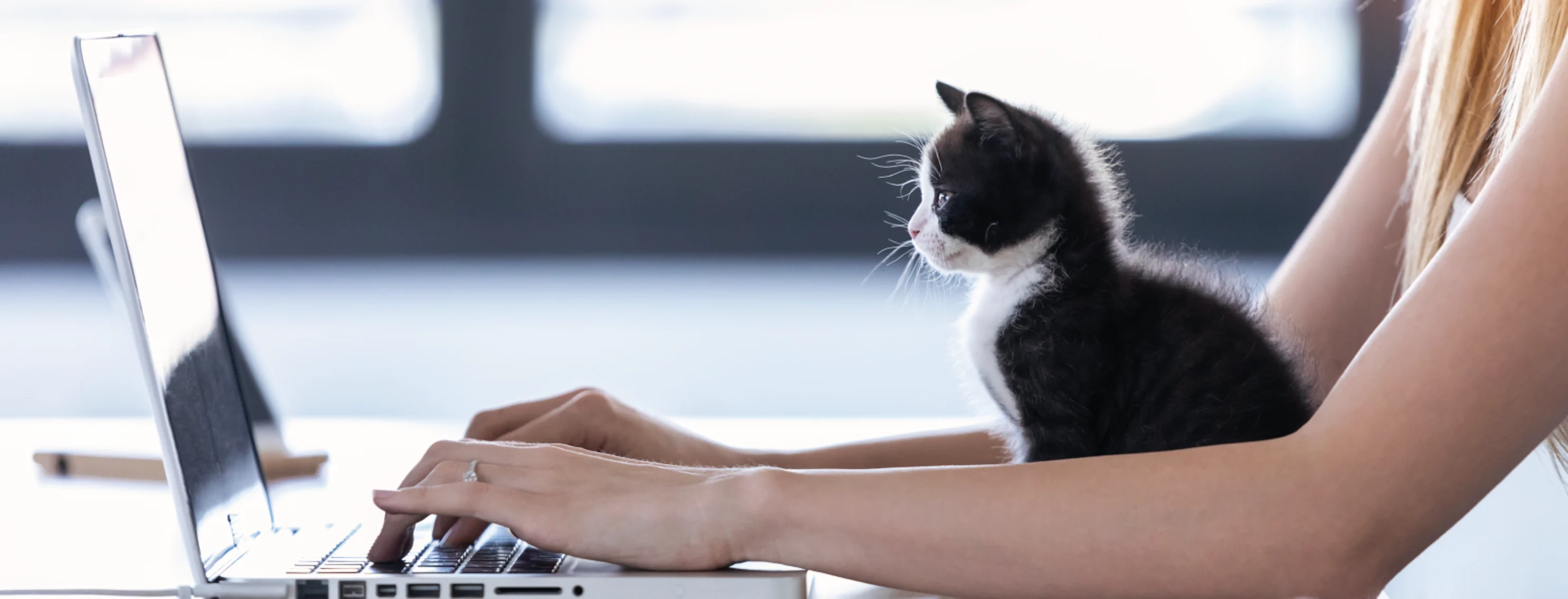 A black and white kitten sitting in front of a laptop looking at screen while a woman is working